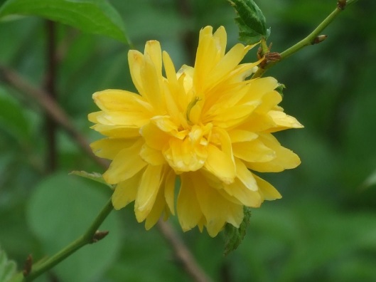 Kerrie (Kerria japonica)