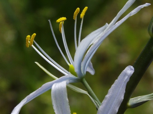 Astlose Graslilie (Anthericum liliago) 