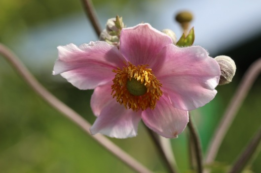 Blumenfotos - Blüten - Blumen - Pflanze - Herbstanemone