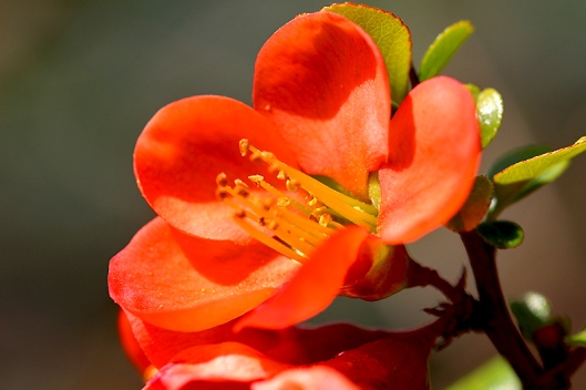 Fotos - Pflanzen - Blüten - Blütenfotos - Zierquitten (Chaenomeles)